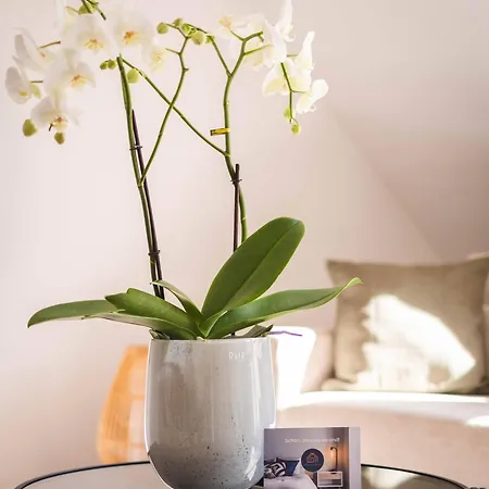 Am Kurpark Mit Traumhafter Terrasse