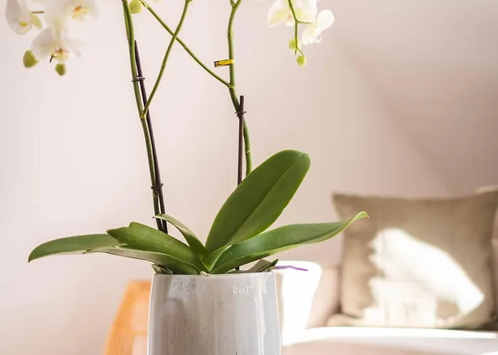 Am Kurpark Mit Traumhafter Terrasse